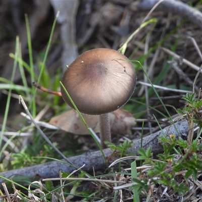 Unverified Fungus at Jingera, NSW - 11 May 2025 by DavidDedenczuk