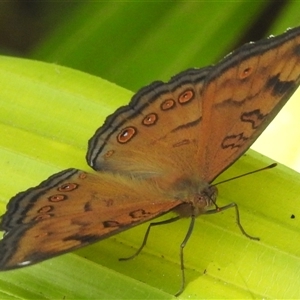 Junonia hedonia at Kakadu, NT - 18 May 2025 by HelenCross