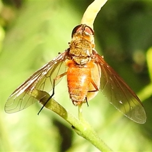 Unverified True fly (Diptera) at Kakadu, NT - 18 May 2025 by HelenCross