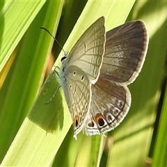 Unverified Blue or Copper (Lycaenidae) at Kakadu, NT - 18 May 2025 by HelenCross