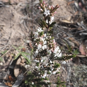 Leucopogon or Styphelia sp. at Conder, ACT - 18 May 2025 by DavidDedenczuk