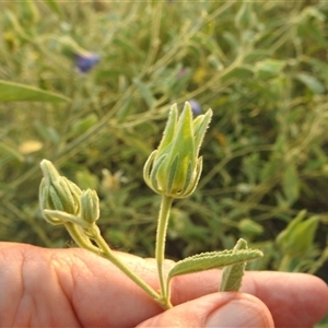 Unverified Other Shrub at Kakadu, NT - 18 May 2025 by HelenCross