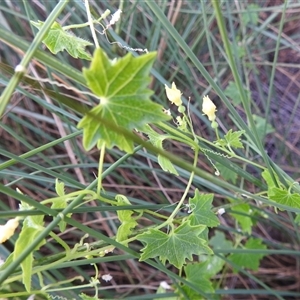 Unverified Climber or Mistletoe at Kakadu, NT - 18 May 2025 by HelenCross