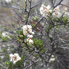 Monotoca scoparia at Conder, ACT - 18 May 2025 by DavidDedenczuk