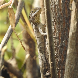 Unverified Dragon at Kakadu, NT - 19 May 2025 by HelenCross