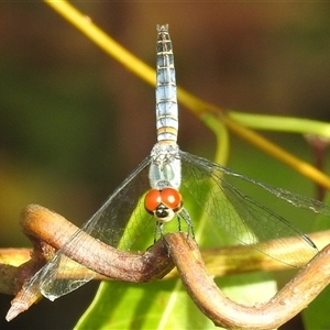 Unverified Dragonfly (Anisoptera) at Kakadu, NT - 19 May 2025 by HelenCross