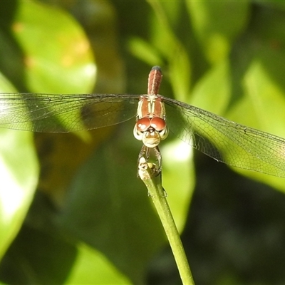 Lathrecista asiatica subsp. festa (Australasian Slimwing) at East Point, NT - 19 May 2025 by HelenCross