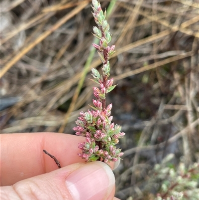 Unverified Plant at Bruce, ACT - 22 May 2025 by LeahColebrook