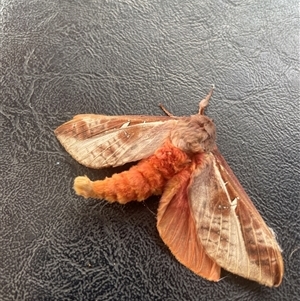 Unverified Moth (Lepidoptera) at Evatt, ACT - Today by LeahColebrook