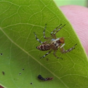 Cosmophasis sp. (genus) at East Point, NT - 19 May 2025 04:27 PM