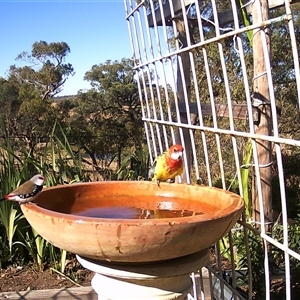 Stagonopleura guttata at Crowther, NSW - 5 Apr 2025 by Frecko