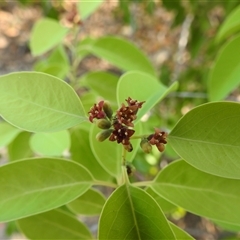 Santalum album (Indian Sandalwood) at East Point, NT - 19 May 2025 by HelenCross
