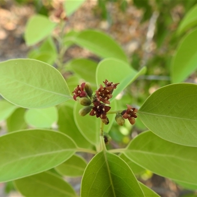 Santalum album (Indian Sandalwood) at East Point, NT - 19 May 2025 by HelenCross
