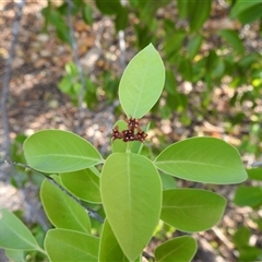 Santalum album at East Point, NT - 19 May 2025 04:28 PM