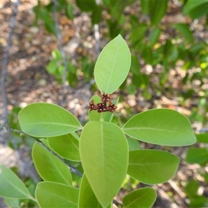 Santalum album at East Point, NT - 19 May 2025 04:28 PM