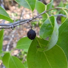 Santalum album at East Point, NT - 19 May 2025 04:28 PM