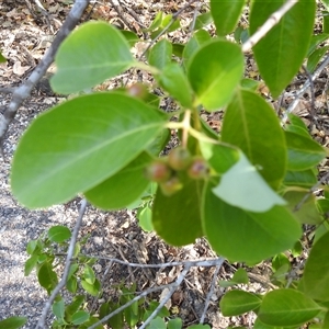 Santalum album at East Point, NT - 19 May 2025 04:28 PM