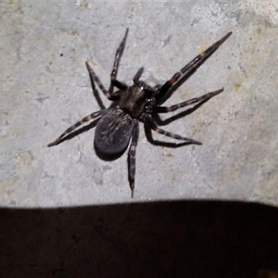 Badumna (genus) (Lattice-web spider) by Dron