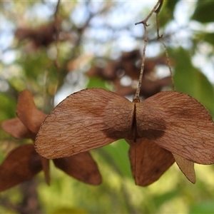 Unverified Other Tree at East Point, NT - 19 May 2025 by HelenCross