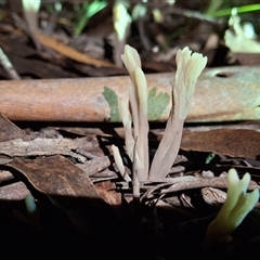 Clavulina cinerea/vinaceocervina at Mongarlowe, NSW - suppressed