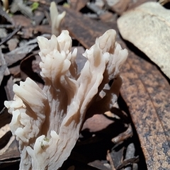Clavulina cinerea/vinaceocervina at Mongarlowe, NSW - suppressed