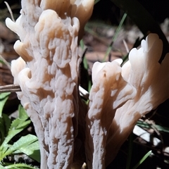 Clavulina cinerea/vinaceocervina at Mongarlowe, NSW - suppressed