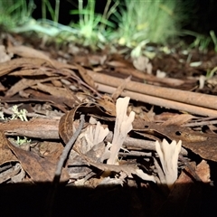 Clavulina cinerea/vinaceocervina at Mongarlowe, NSW - suppressed
