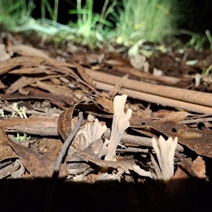 Clavulina cinerea/vinaceocervina at Mongarlowe, NSW - suppressed