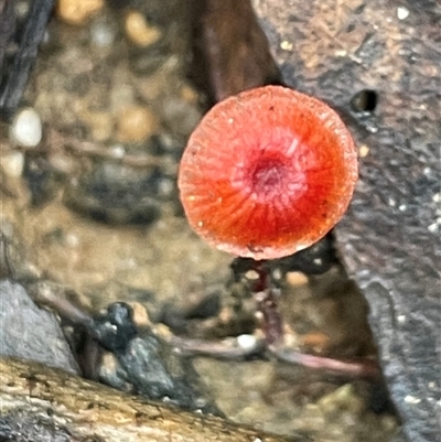 Cruentomycena viscidocruenta (Ruby Mycena) at Ulladulla, NSW - 19 May 2025 by Clarel