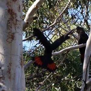 Calyptorhynchus lathami lathami (Glossy Black-Cockatoo) at Jervis Bay Village, JBT - Today by Clarel
