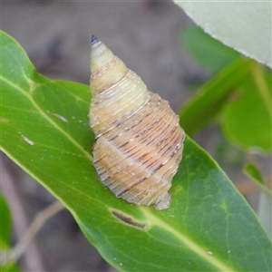 Unverified Snail or Slug (Gastropoda) at East Point, NT - 19 May 2025 by HelenCross