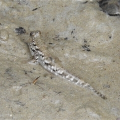 Unverified Marine Fish Uncategorised at East Point, NT - 19 May 2025 by HelenCross