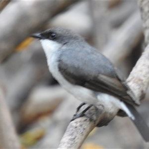 Melanodryas pulverulenta at East Point, NT - 19 May 2025 by HelenCross