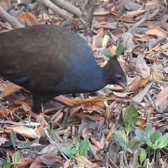 Megapodius reinwardt (Orange-footed Scrubfowl) at East Point, NT - 19 May 2025 by HelenCross