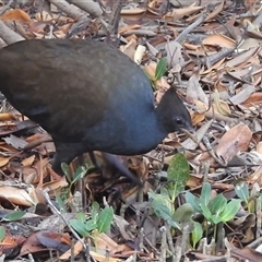 Megapodius reinwardt at East Point, NT - 19 May 2025 05:30 PM