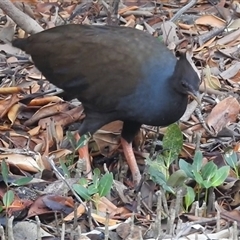 Megapodius reinwardt at East Point, NT - 19 May 2025 05:30 PM