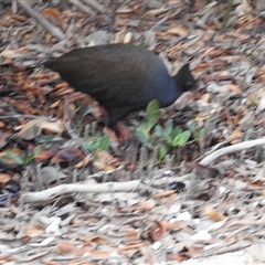 Megapodius reinwardt at East Point, NT - 19 May 2025 05:30 PM