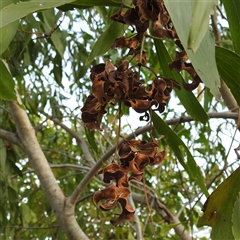 Unverified Wattle at East Point, NT - 19 May 2025 by HelenCross