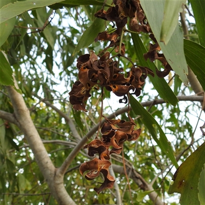 Unverified Wattle at East Point, NT - 19 May 2025 by HelenCross