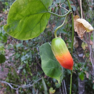 Unverified Climber or Mistletoe at East Point, NT - 19 May 2025 by HelenCross
