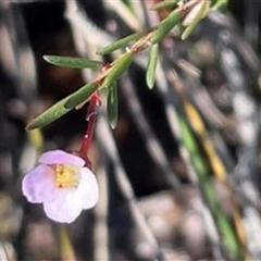 Euryomyrtus ramosissima (Rosy Baeckea) at Jervis Bay Village, JBT - 24 May 2025 by Clarel