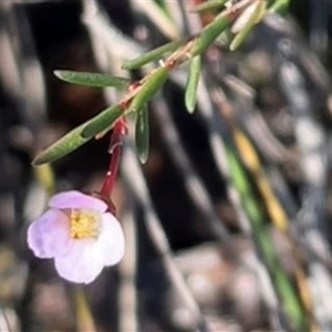 Euryomyrtus ramosissima (Rosy Baeckea) at Jervis Bay Village, JBT - Today by Clarel