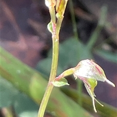 Acianthus fornicatus (Pixie-caps) at Jervis Bay Village, JBT - 24 May 2025 by Clarel