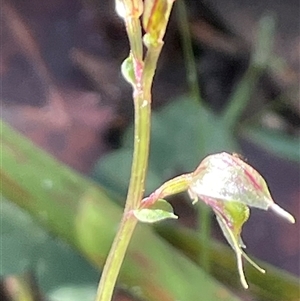 Acianthus fornicatus at Jervis Bay Village, JBT - suppressed