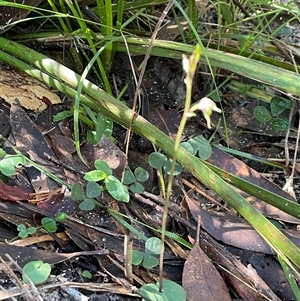Acianthus fornicatus at Jervis Bay Village, JBT - suppressed