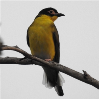 Sphecotheres vieilloti (Australasian Figbird) at East Point, NT - 19 May 2025 by HelenCross