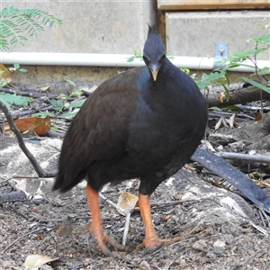 Megapodius reinwardt at Darwin City, NT - 20 May 2025 by HelenCross