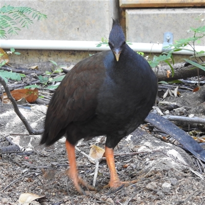 Megapodius reinwardt (Orange-footed Scrubfowl) at Darwin City, NT - 20 May 2025 by HelenCross