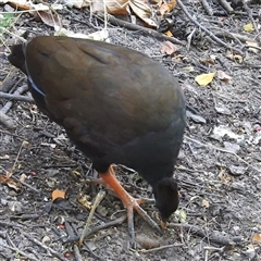 Megapodius reinwardt at Darwin City, NT - 20 May 2025 09:32 AM
