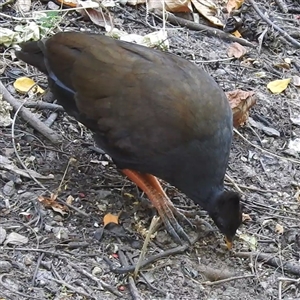 Megapodius reinwardt at Darwin City, NT - 20 May 2025 09:32 AM